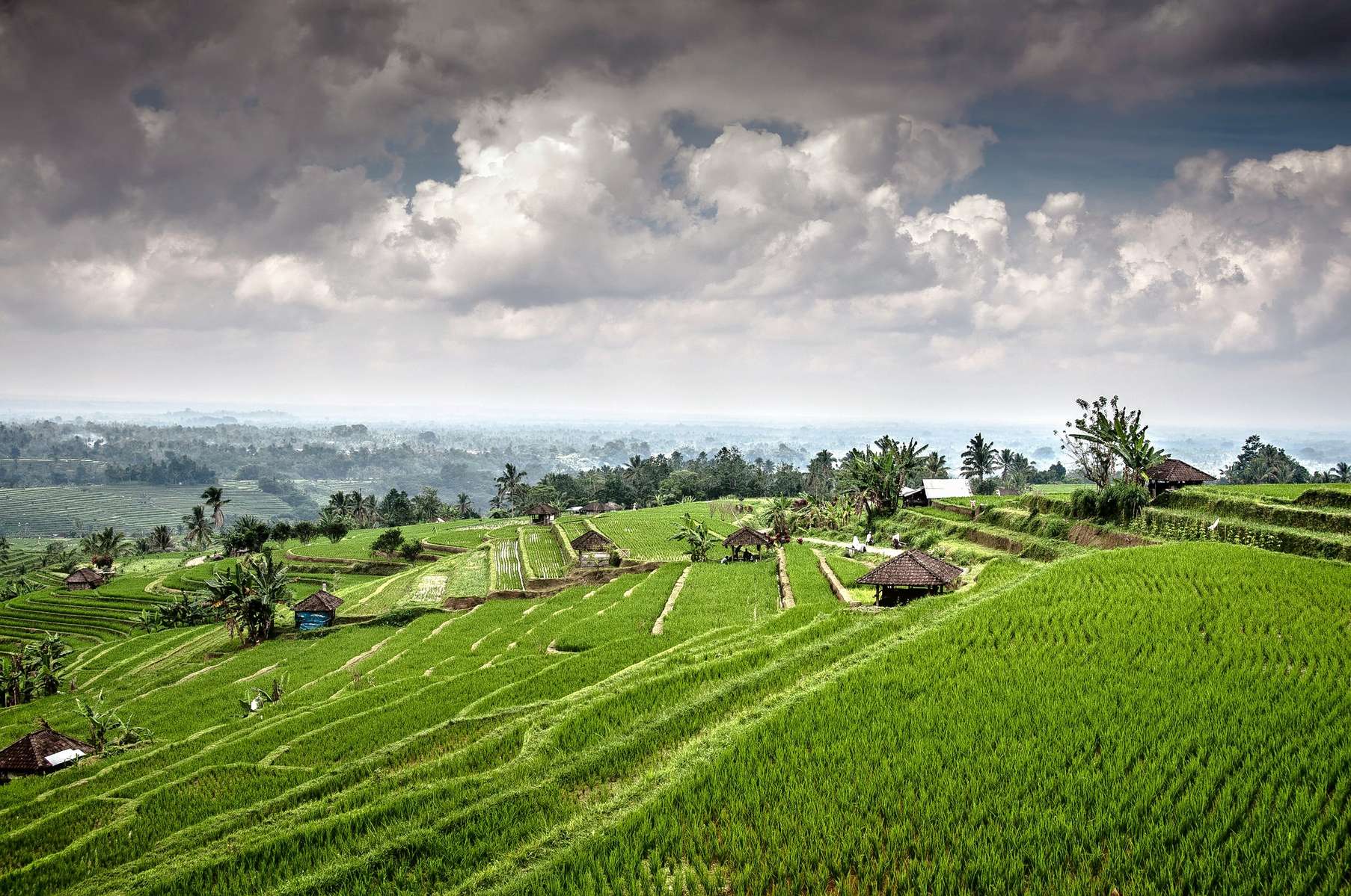 Jatiluwih Trekking Image