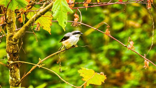 Kurinjini Top Station Trek From Chennai Image