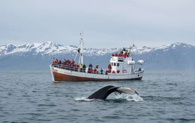 Whale Watching, Iceland