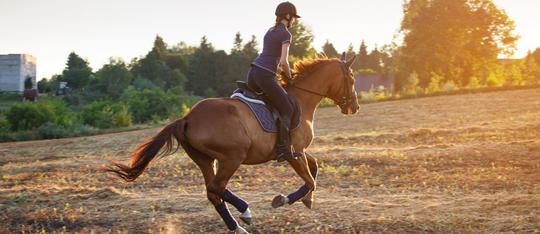 Horse Riding in Dubai Image