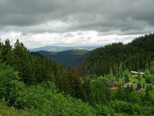 Black Forest Safari Image