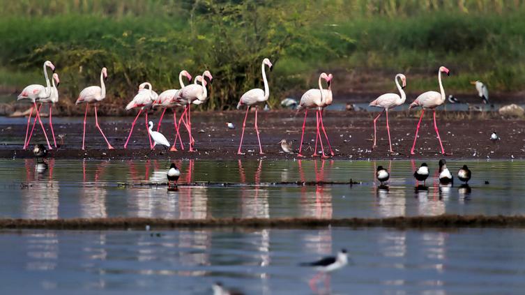 Kutch Desert Wildlife Sanctuary
