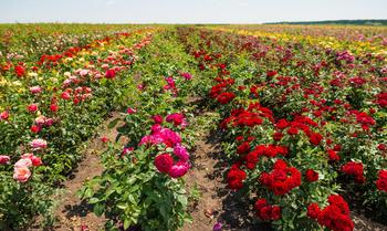 0g4p4syqemymqj5j1wiw4yl3nldg 1600164228 shutterstock 669157903