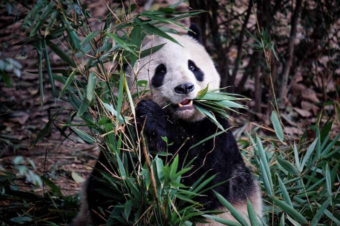 Don't forget to encounter Panda