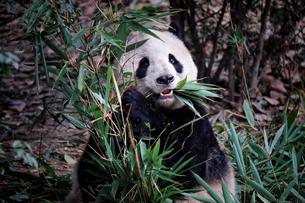 Don't forget to encounter Panda