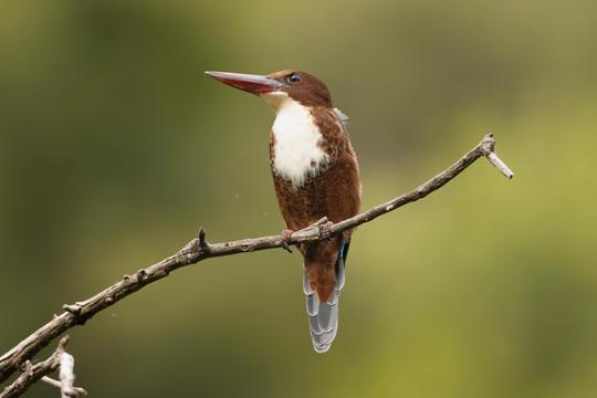 Jaipur To Sariska Day Trip​ Image