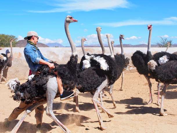 Highgate Ostrich Farm Tour Ticket