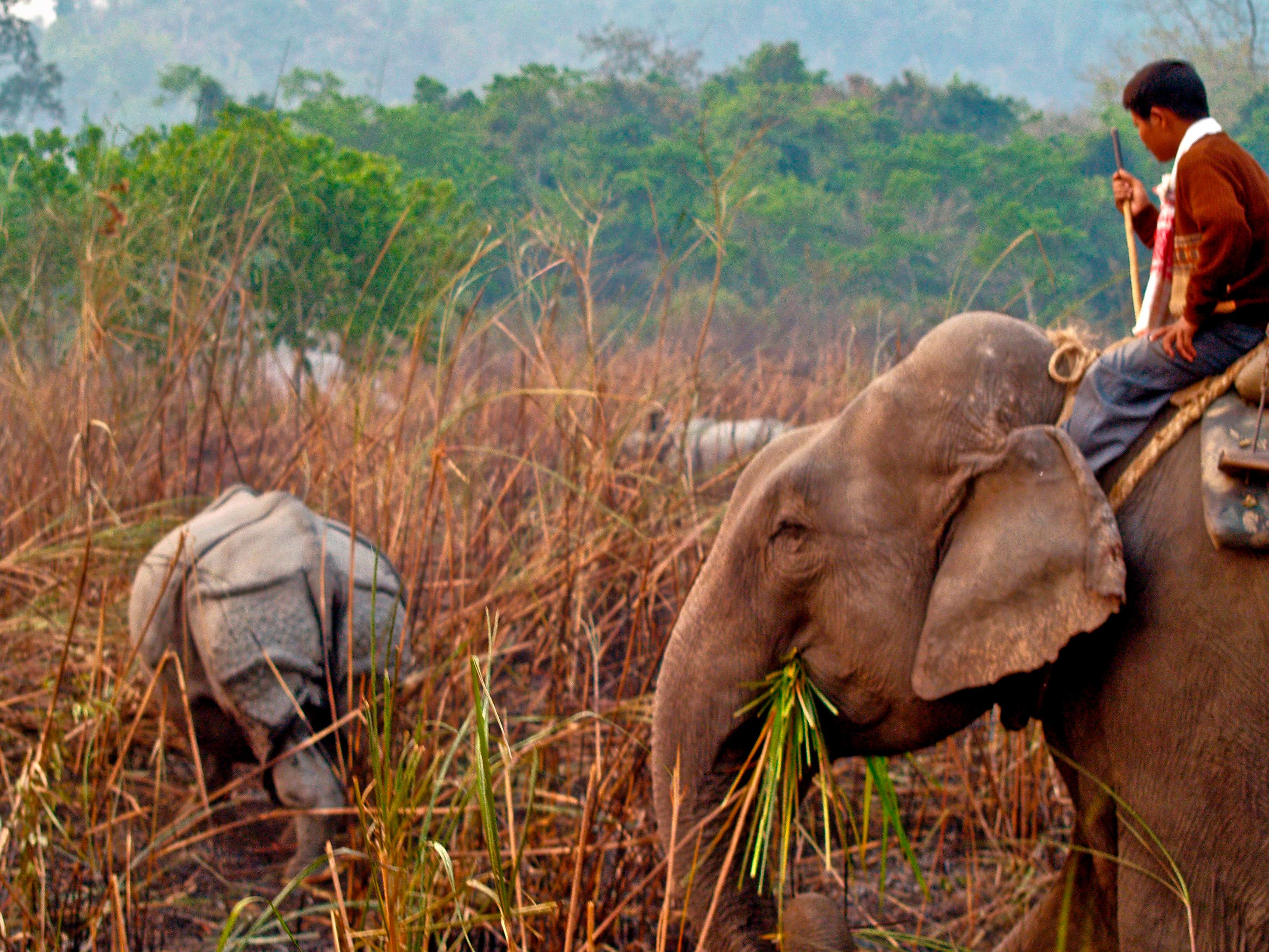 Wildlife Tour in Kaziranga National Park