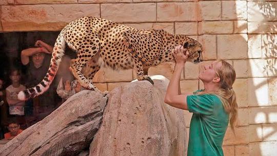 Lunch With Leopards In Abu Dhabi Image