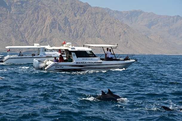 0ltsfadl7ghb2xh0u1wytvgvnxc1 dolphin watching boat tour 1