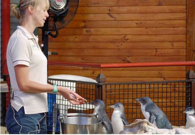 Penguin Island And Fremantle Town Tour In Australia Image