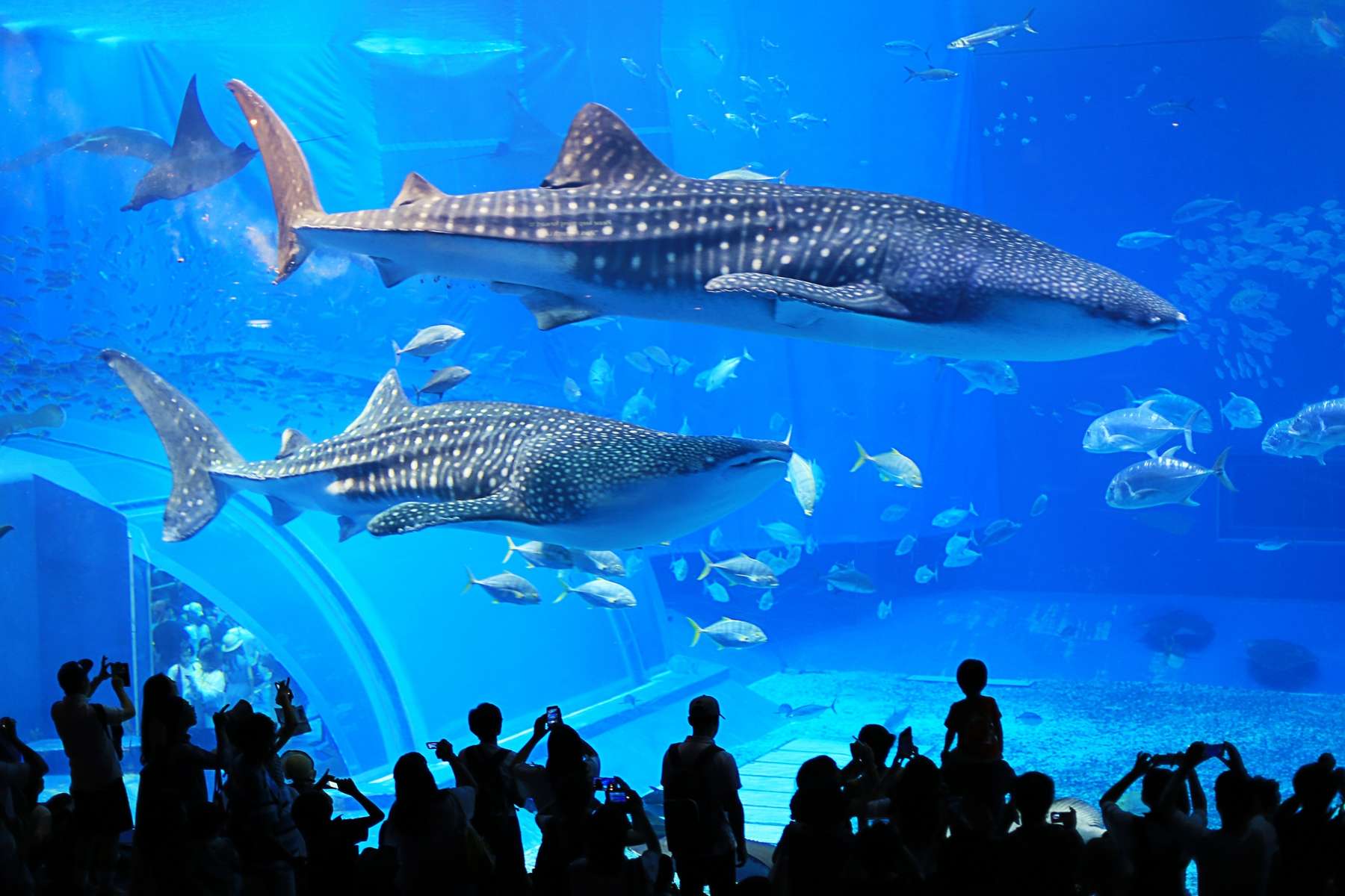 Port of Nagoya Public Aquarium Tickets Image