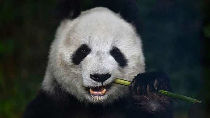 Visit Zoo Koki one of the top botanical gardens and zoos in Spain