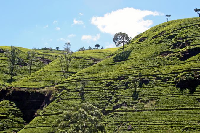 Tea Estate Trails