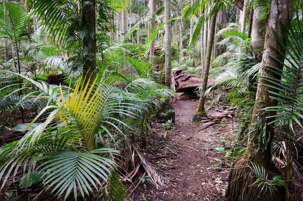 Tamborine Mountain Walking Tour in Gold Coast