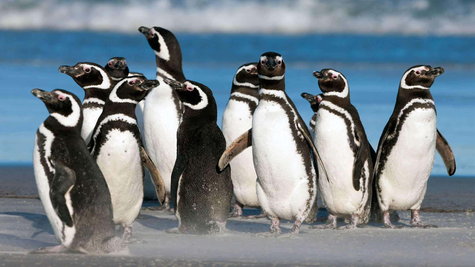 Lisbon Oceanarium Tickets Image