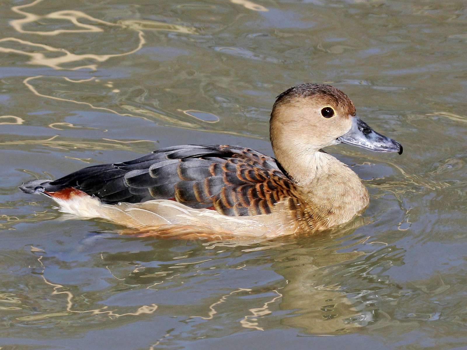 Jeep Safari In Pobitra Wildlife Sanctuary  Image