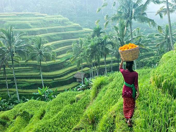 Scenic Rice Field Trekking in Ubud