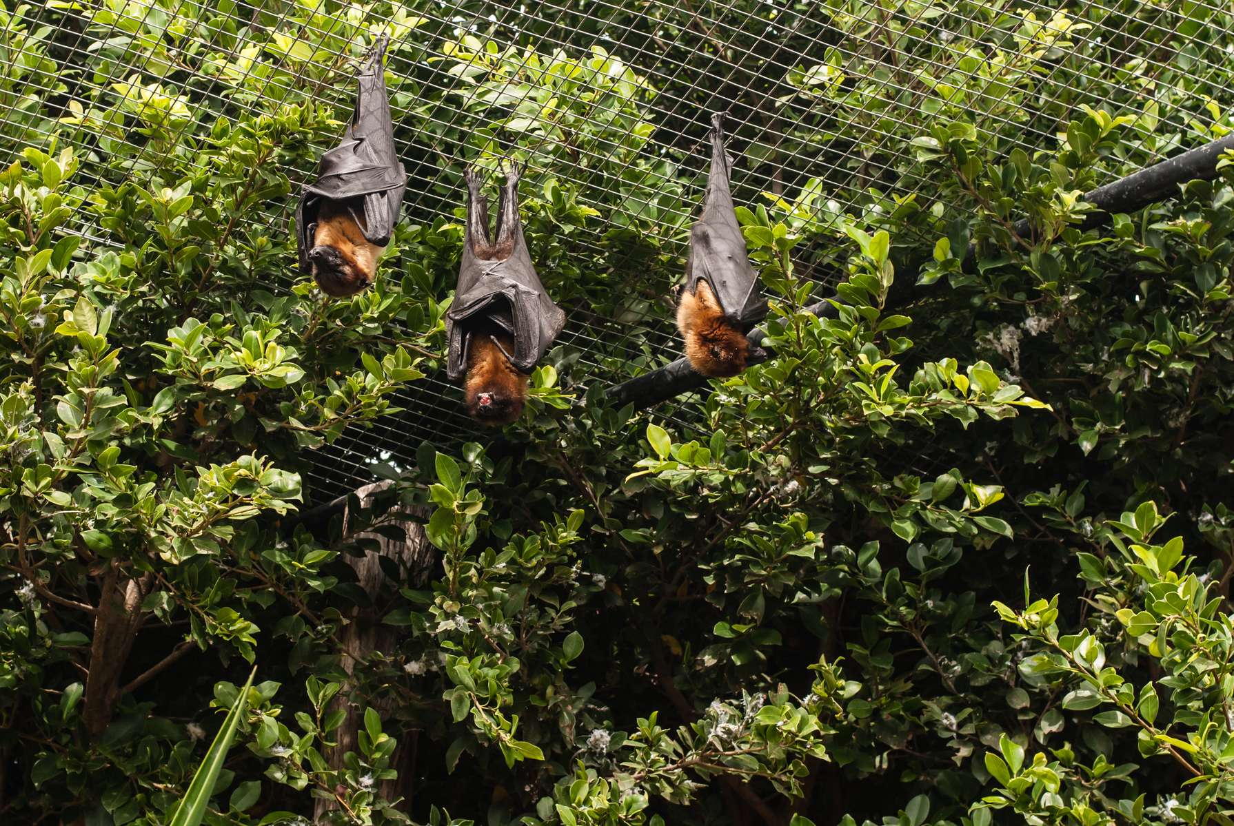 Lagos Zoo Tickets Image