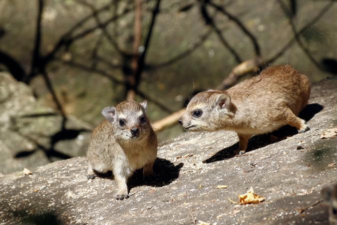 Mosi Oa Tunya National Park
