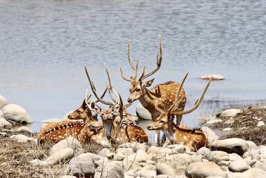 Jim Corbett Jeep Safari Image