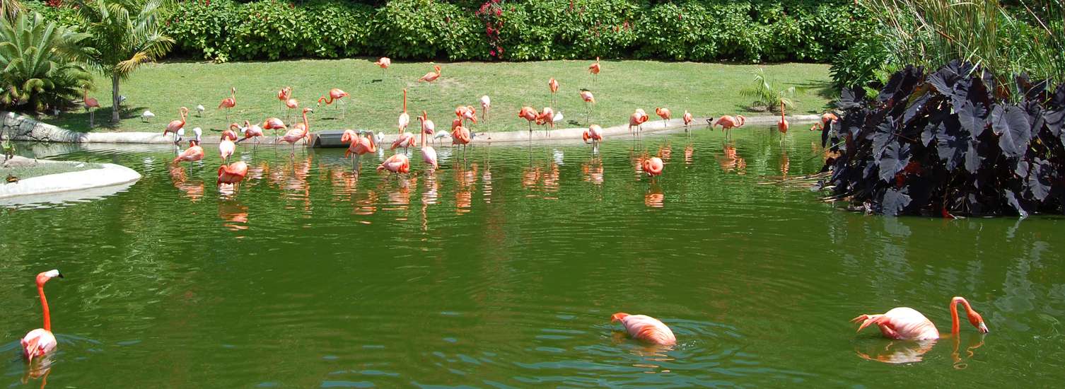 American Flamingos at Zoo Miami