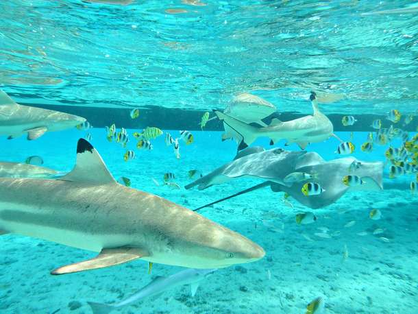 16zdi8xyxsuddm6wb6sma331u74q 1597068937 bora bora sea