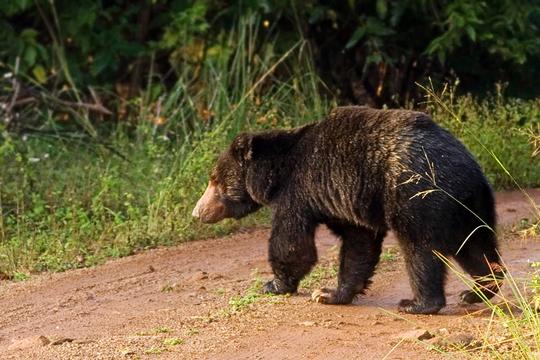 Nagarhole Safari, Coorg Image