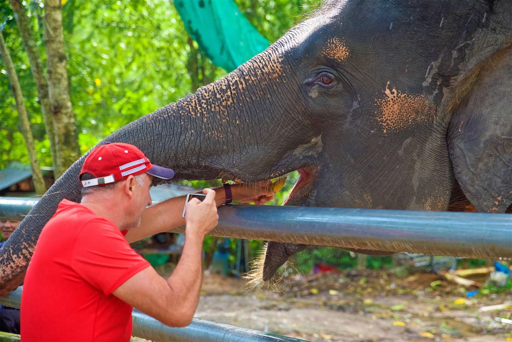 Phuket Safari Tour Image