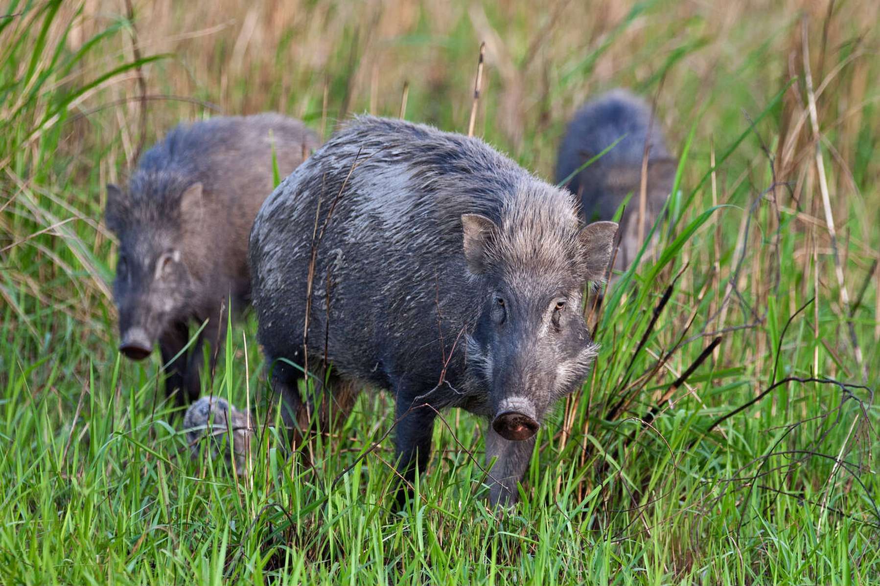 Kaziranga National Park Jeep Safari Image