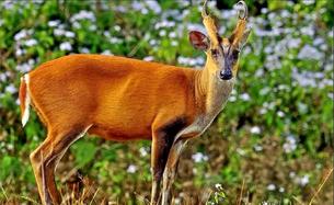 Phansad Wildlife Sanctuary