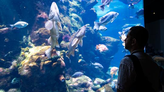 Miami Seaquarium Tickets Image