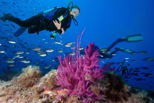 Scuba Diving in Nusa Penida Image