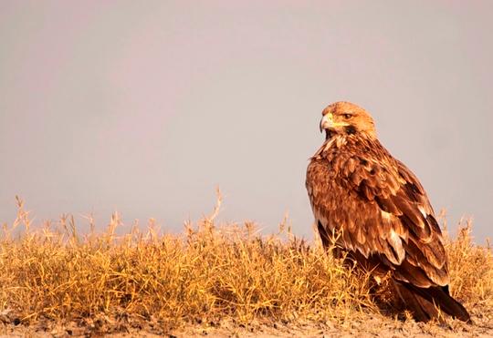 Wildlife Tour Of Little Rann Of Kutch Image
