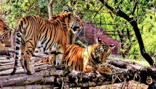 Nehru Zoological Park Hyderabad Tickets Image