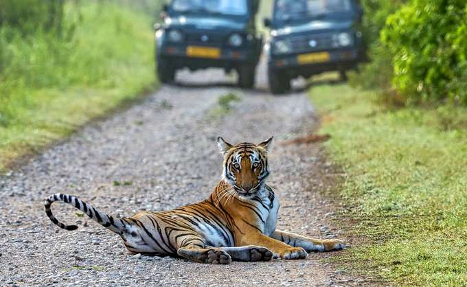 Get goosebumps as you spot the big cat on your safari in Corbett National Park