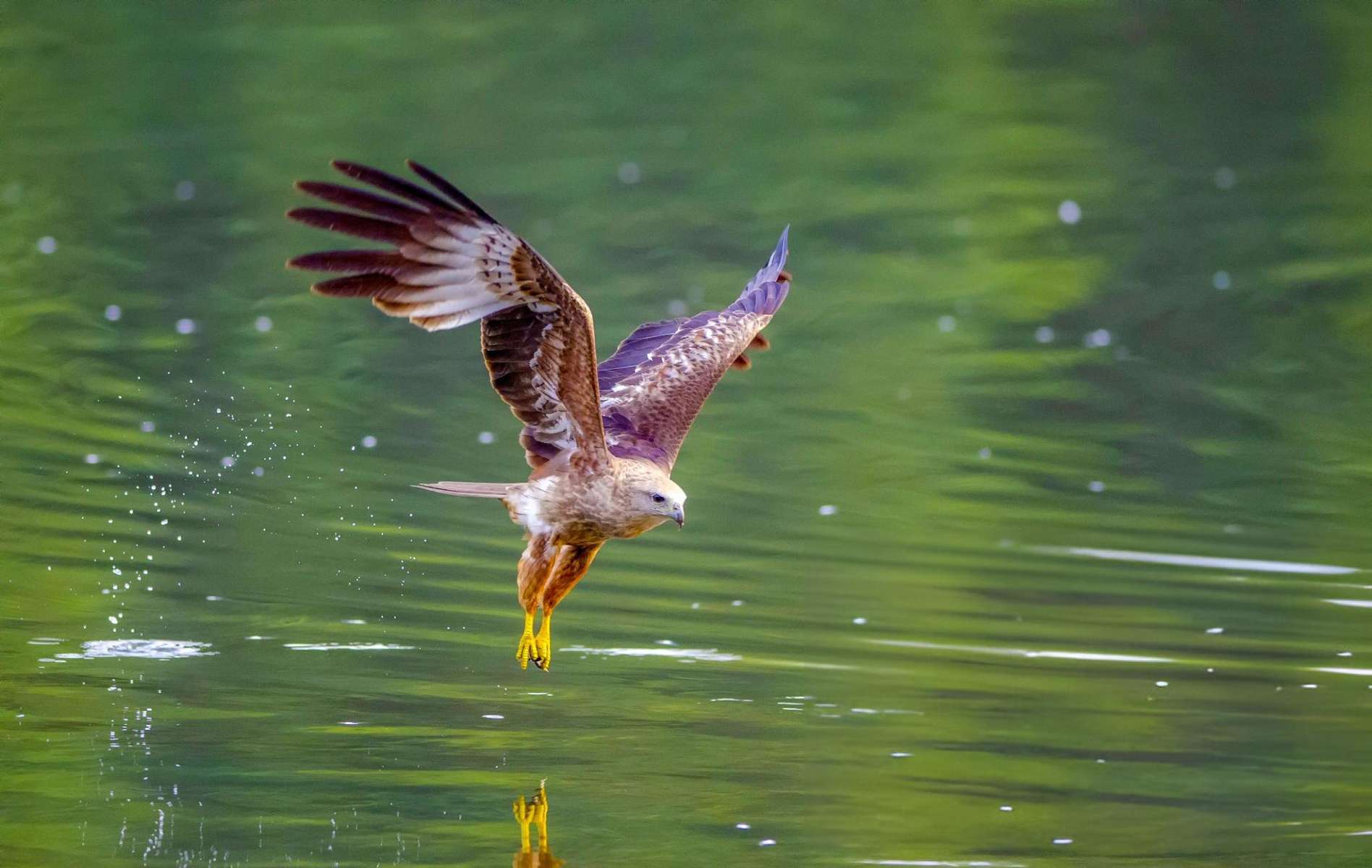 Poovar Boating with Bird Watching Image