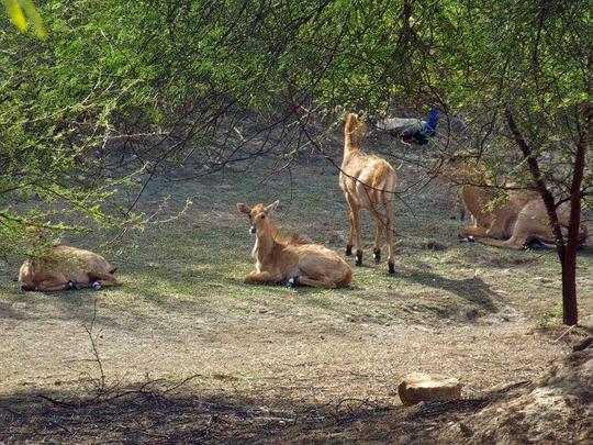 Nahargarh Biological Park Jaipur Day Out Image
