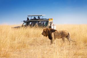 Majestic Lions at Maasai Mara National Park, Kenya
