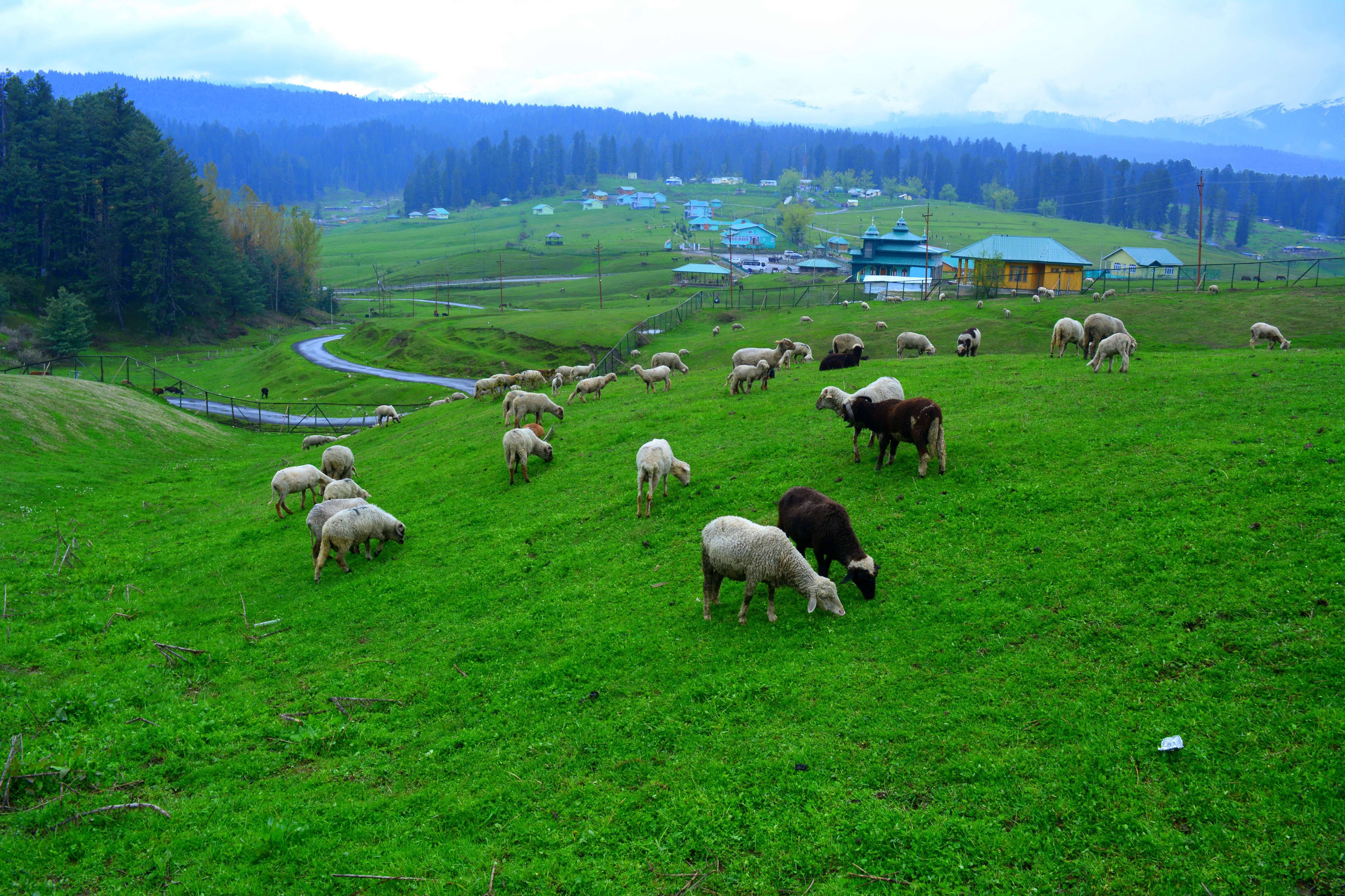 Picturesque Valley of Yusmarg