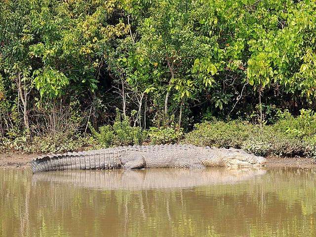 Bhitarkanika Tour Image