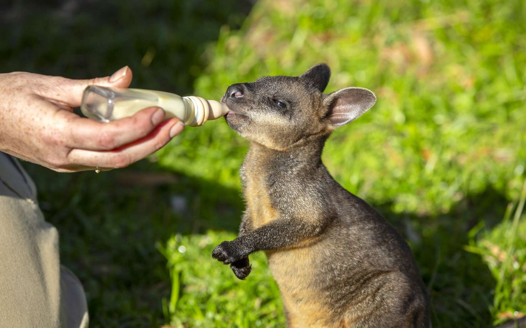 Puffing Billy & Healesville Sanctuary Tour Image