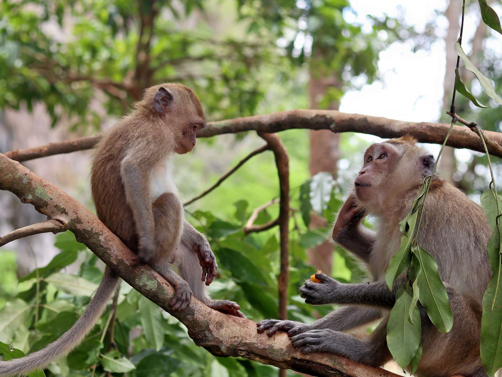 Phuket Safari Tour Image