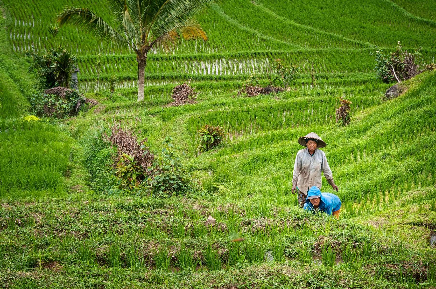 Jatiluwih Trekking Image