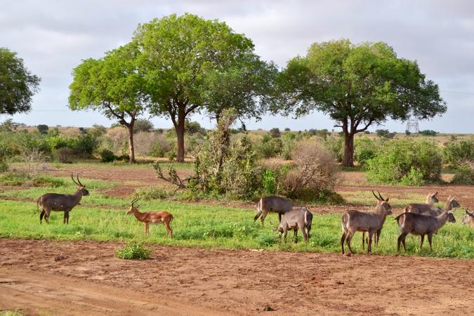 Tsavo East National Park