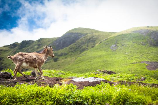 Munnar Sightseeing Tour Image