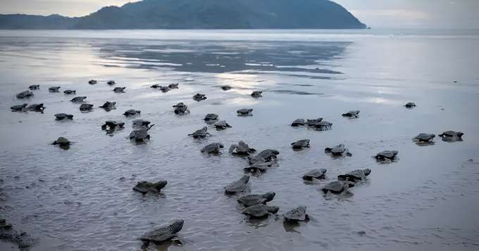Witness the amazing turtle hatching ceremony