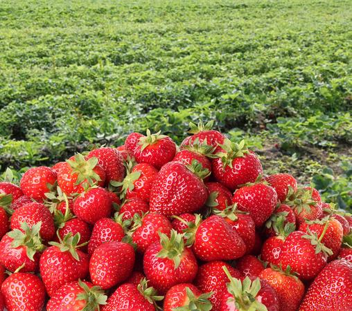 Bali Strawberry Farm