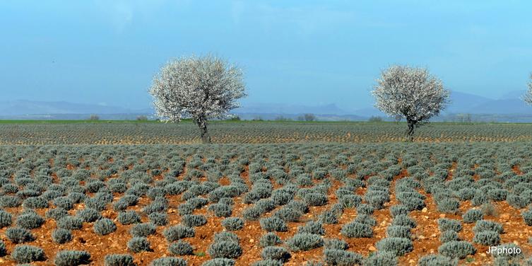 Plateau de Valensole