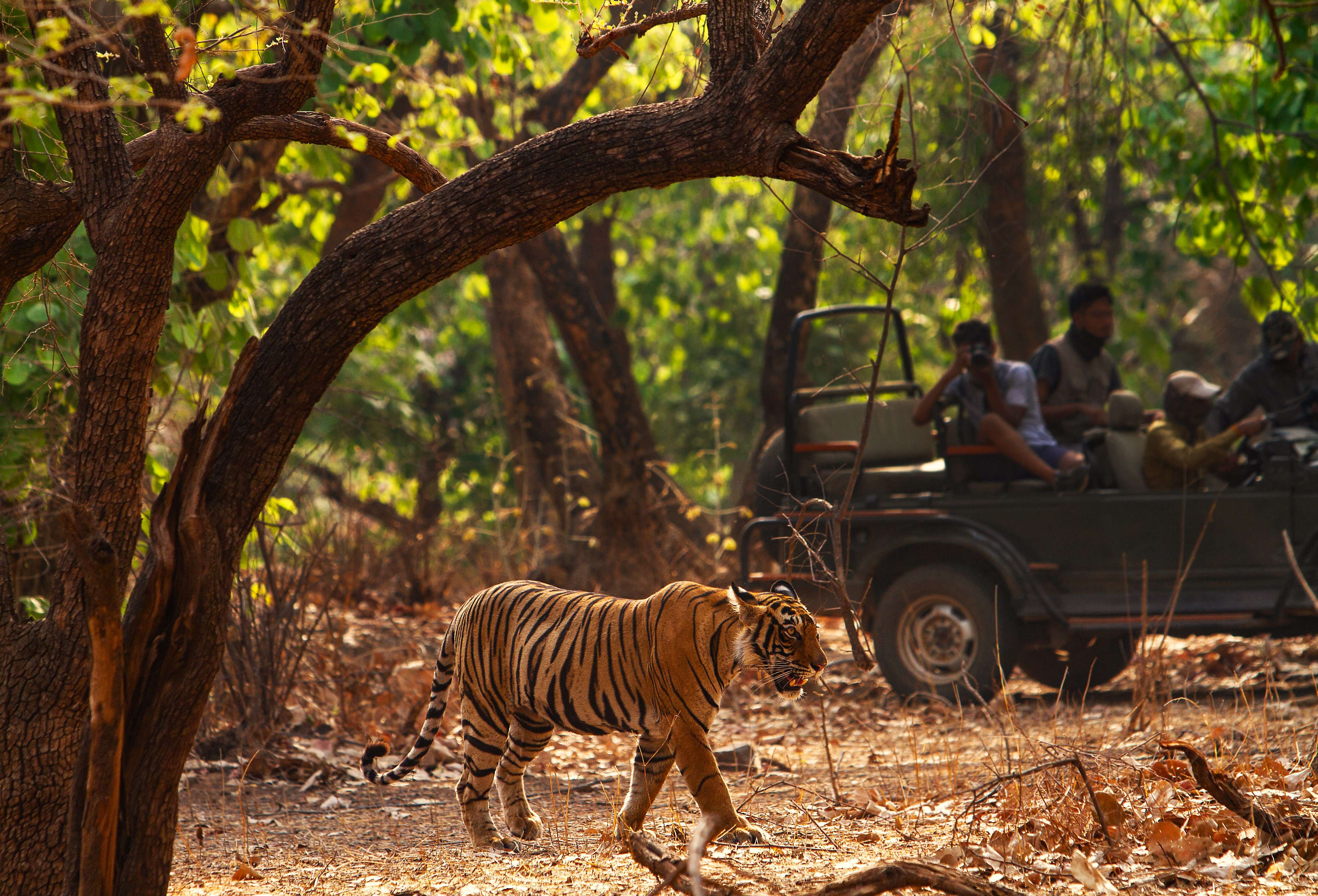 Feel the thrill of spotting wildlife in Jim Corbett National Park